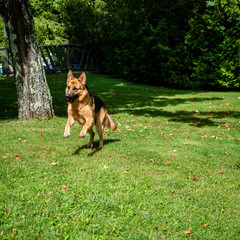 German shepherd dog at the training 