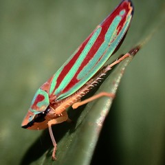 Red-striped Leafhopper