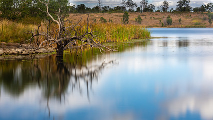 Dead Trees in a Lake