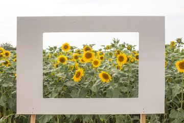 Picture frame on sunflower field. photo zone