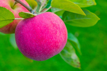 Ripe purple apple on a branch in the garden. Close-up. Soft focus.