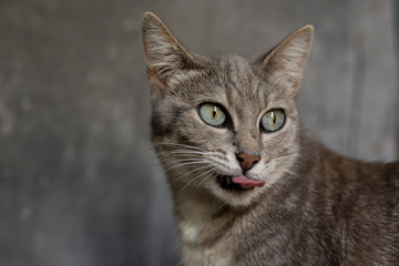 Funny cat with its tongue hanging out looks into the distance.