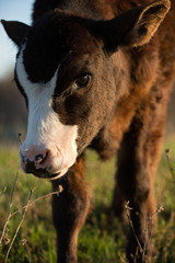 Fototapeta premium Calf