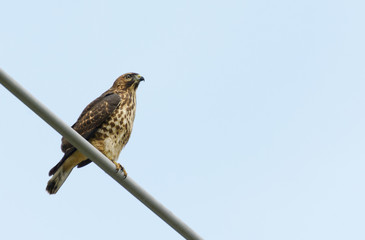 Broad winged hawk perched on an electric wire looking at open blue sky