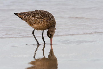 A bird contorting it's neck into an awkward position in an attempt to catch it's morning meal.