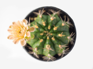 Obraz na płótnie Canvas purple flower of cactus for background image.