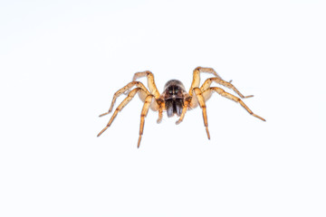 A spider isolated on a translucent white background.