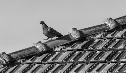 pigeons on the roof