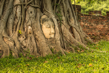 Ayutthaya Buddha Head in Tree Roots, Buddhist temple Wat Mahathat in thailand.