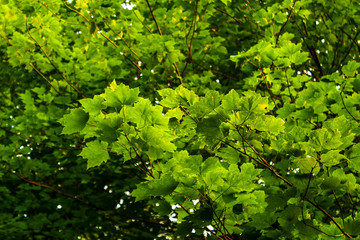 Green Maple tree leaves during sunset