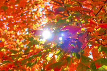 sun shining through canopy of red green maple tree leaves with soft blurry background of red leaves and flare