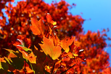 Close up of Maple tree leaves in full fall colors against blue sky background