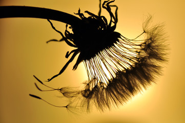 abstract background with silhouette