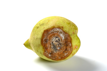 badly overripe peach on a white background