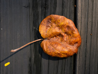 fallen leaf on a wooden floor