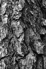 Close up of weathered and cracked pine tree bark in black and white with high contrast