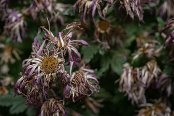 faded chrysanthemum flower horizontal composition