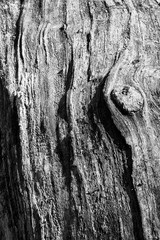 Black and white close up of wood pattern without bark showing grain and shadows
