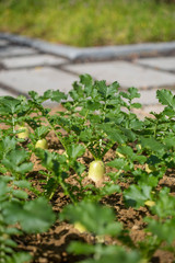 young  radish  in the garden