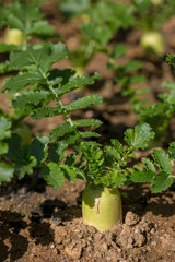 young  radish  in the garden