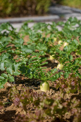 young  radish  in the garden