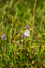 butterfly on flower