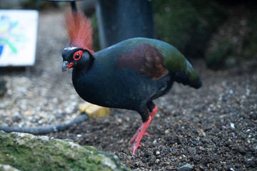 Exotic Tropical Bird At Boedel Conservatory Vancouver Canada