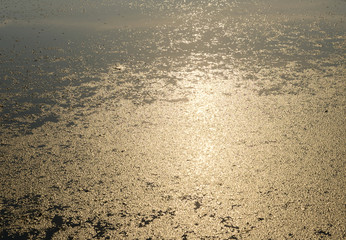 The surface of the lake covered with algae.