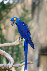 Blue parrot