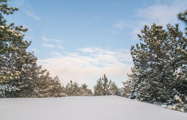 Winter forest with trees covered snow at sunny day. Winter landscape. Christmas fairytale.
