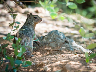 Rock Squirrel Looking for Goodies