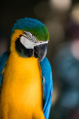Blue and yellow parrot