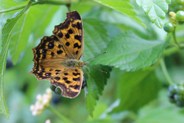 Obraz premium ランタナの実にとまるキタテハ