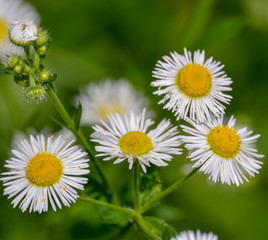 Macro of some flowers