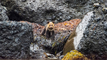 子供のヒグマ0歳