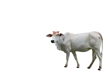 cow isolated