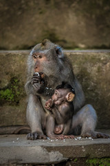 Fototapeta premium Bali Monkey with cub