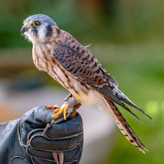 Female American Kestrel Falcon feeding