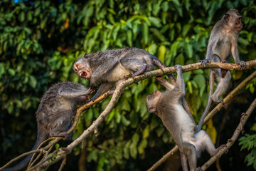 Bali Monkeys