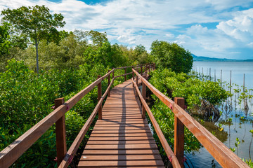 Obraz premium Mangrove Boardwalk in Tacloban, Leyte, Philippines