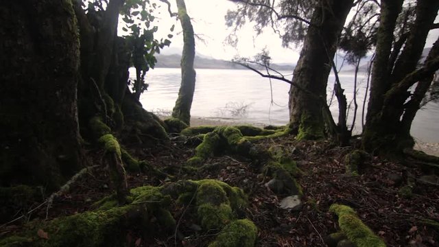 Mossy roots with lake background on cloudy day, Pucar&aacute;, lake Lacar, Patagonia, Argentina