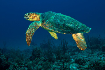 Green Sea Turtle