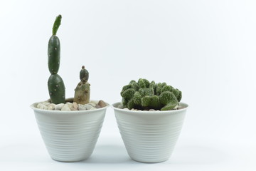 set of castus plant in pot isolated on white background.