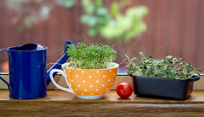 Authentic tea cup and butter dish used for growing fresh cress and mustard salad greens in kitchen window, alternative to plastic pots in sustainable kitchen,  reuse, recycle, upcycle concept