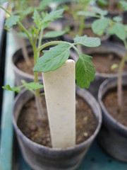 Green plant in a pot with tag