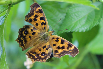 ランタナの実にとまるキタテハ