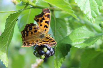 ランタナの実にとまるキタテハ