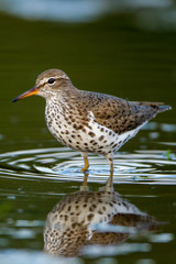 Spotted Sandpiper taken in southern MN