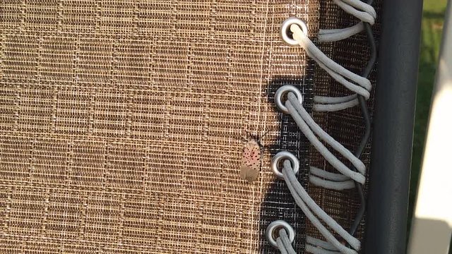 Invading spotted lanternfly swarms home deck and walks up lounge chair, planthopper pest destroys hops and grapevines