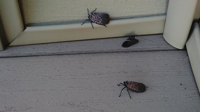 A group of Spotted Lanternflies, one dead, invading home in Lancaster Pennsylvania USA, lack of predators makes them hard to kill